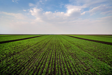 view of the agrarian landscape dividing the field into sectors of wheat with a beautiful sky - Powered by Adobe