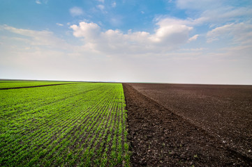 experimental planting of cereals and arable land in early spring