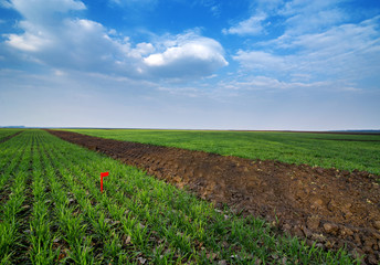 wheat varieties, experimental areas with marker and flags