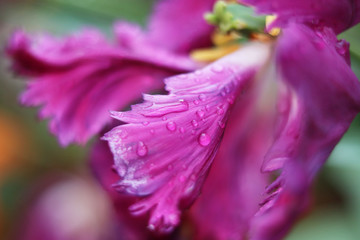 Fototapeta na wymiar purple tulip petals with water drops