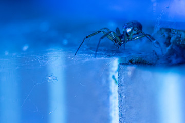 Noble false widow spider going after it's prey trapped in the spider web