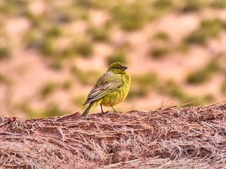 Beautiful yellow bird posing at camera.
