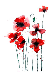 Stylized poppy flowers illustration. Red flowers, watercolor illustration. 