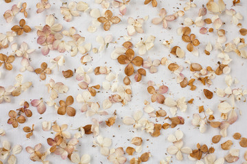 Beige floral flatlay on white background. Hydrangea, hortesia dried flowers top view. Pastel, natural colors. Vintage style. Floral still life.