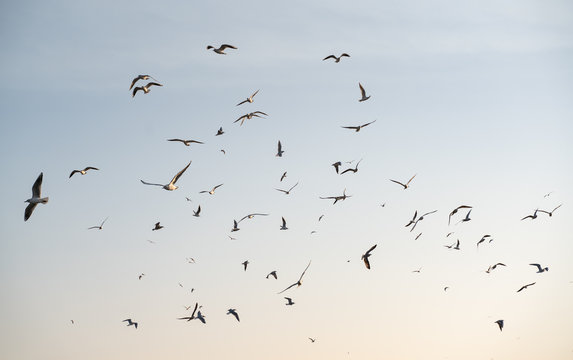 Flock of seagulls on sky background