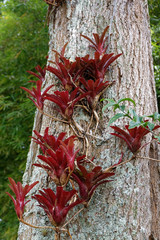 Tilandsia airplant on tree in Colombia