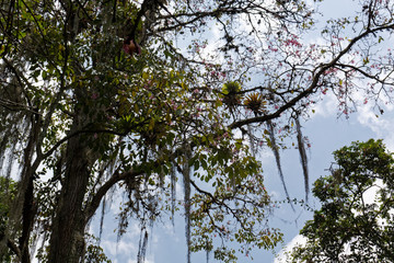 Tilandsia airplant on tree in Colombia