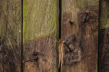 Textura Madera