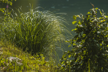 Close view of some plants and grass growing next to a river bank.