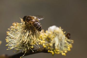 Bees are all in the dust of flowers