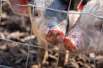 Saddleback piglets, sus scrofa domesticus, behind the fencing of a pigsty