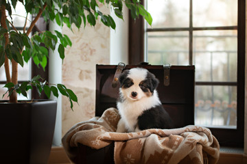 fluffy and cute puppy of an australian shepherd. Dog at home in the chest by the window.
