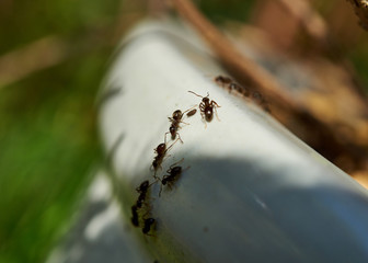 Common black ants crawling over a garden planting pot.