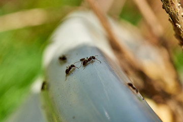 Common black ants crawling over a garden planting pot.