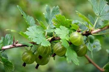 gooseberries on a bush in the garden close-up