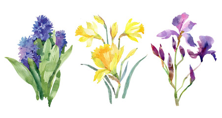 Set of spring watercolor flowers bouquet. hyacinth, narcissus, iris. Hand drawn illustration. Isolated on white