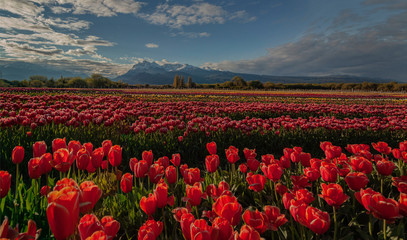 Field of tulips, Trevelin, Argentina
