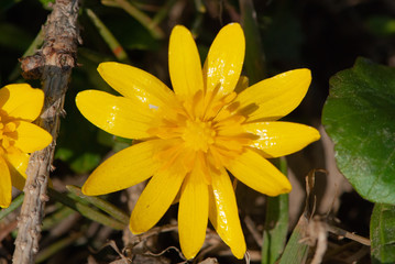 Big close-up yellow Ficaria verna, Ranunculus ficaria, celandine, pilewort