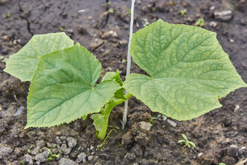 cucumber grows on flowering bush. fresh cucumbers grown in open field. plantation of cucumbers.