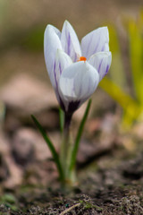 White and Purple Crocus Flower