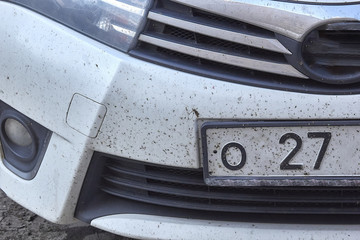midges insects on the bumper and hood of the car
