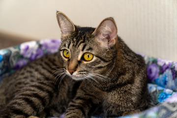 european shorthair cat resting in its crib