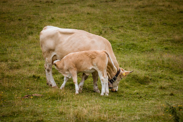 cow in a field, Velika planina, slovenia