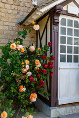 Blooming rose flower on the background of the Park