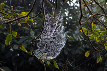 Spider web with dew.
Teia de aranha com orvalho.