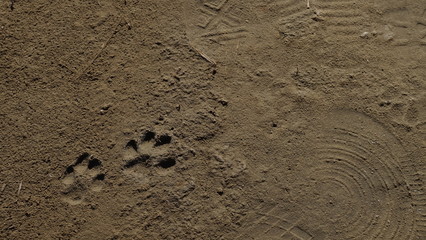 땅에 남겨진 짐승 발자국