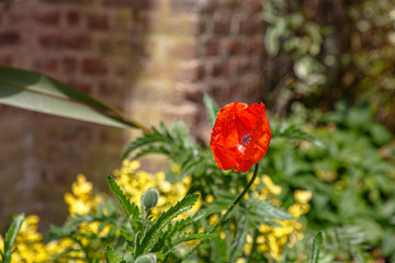 Blooming red poppy on the lawn in the Park