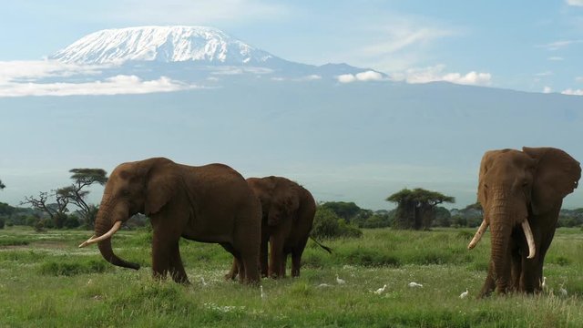 Elephants graze under Mt. Kilimanjaro in Amboseli National Park