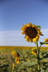 Beautiful Sunflower field during summer in Colorado 