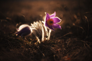 purple crocus flower