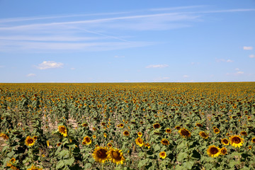 Fototapeta na wymiar Beautiful Sunflower field during summer in Colorado