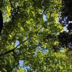 trees in the forest