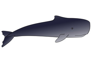 Whale. Sperm whale - a huge animal from the ocean - vector full color gradient picture with outline. Sperm whale is a marine mammal living in the underwater world.