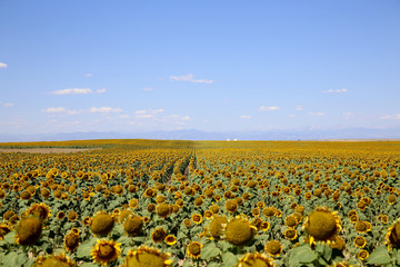 Beautiful Sunflower field during summer in Colorado with The Rocky Mountains in the background