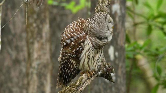 Barred owl (Strix varia) hooting. Barred owl is best known as the hoot owl for its distinctive call