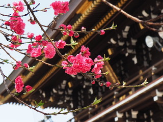 花桃
