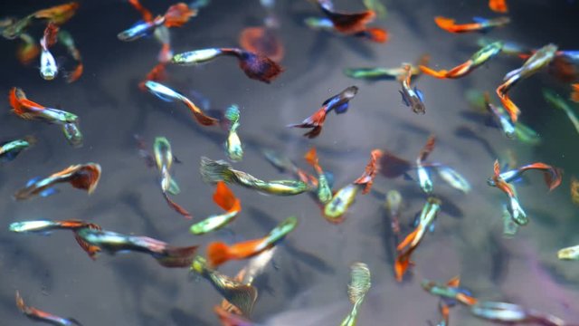 Guppy aquarium fish for aquariums and small ponds. 