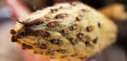 macro of dried plant bud