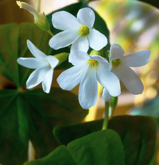 Fototapeta premium macro three white flowers