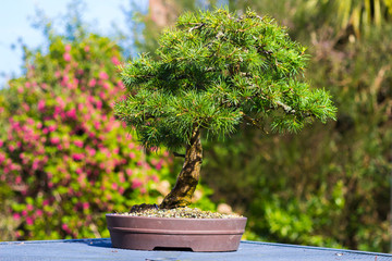 Fototapeta na wymiar Informal upright Cedrus Libani bonsai