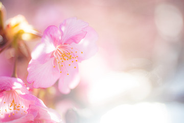 Cherry Blossom, Macro, Close-up, Bokeh, Kawazu-Zakura, Sakura, O-Hanami, Izu, Japan
