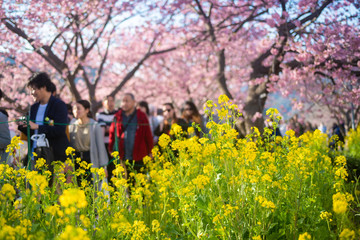 Rapeseed Blossoms, Nanohana, and Cherry Blossoms, Sakura, Hanami in Japan, Sakura, Spring, Izu,...