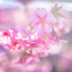Obraz premium Cherry Blossom, Macro, Close-up, Bokeh, Kawazu-Zakura, Sakura, O-Hanami, Izu, Japan