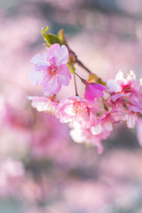 Cherry Blossom, Macro, Close-up, Bokeh, Kawazu-Zakura, Sakura, O-Hanami, Izu, Japan