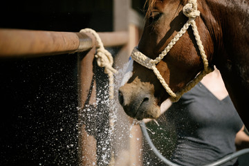 Obraz premium horse with water splash for bath