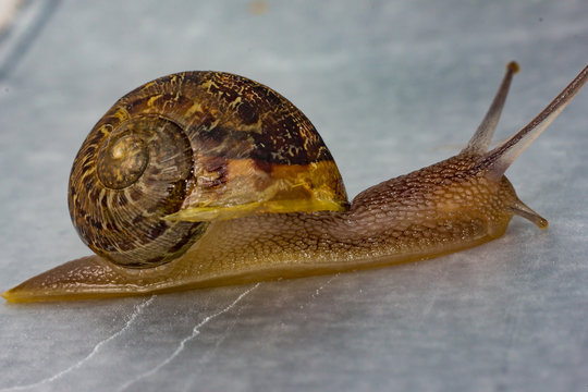 Lesma, caracol, snail